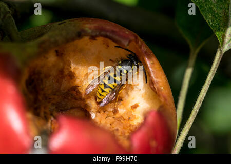 Wasp comune Vespula vulgaris alimentare su zuccheri da un giardino marcio apple Foto Stock