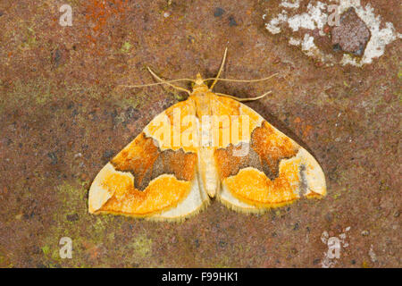 Bloccate il giallo (Cidaria fulvata) falena adulta in appoggio su una parete di mattoni. Powys, Galles, Luglio. Foto Stock