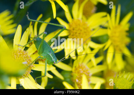 Chiazzato bush-cricket (Leptophyes punctatissima) ninfa di grandi dimensioni su comuni erba tossica (Senecio jacobaea) fiori. Carmarthen, Galles. Foto Stock