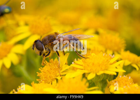 Dronefly rastremata (Eristalis pertinax) femmina adulto alimentazione hoverfly su comuni Ragwot (Senecio jacobaea) fiori. Foto Stock