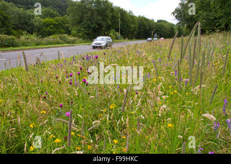 Fiordaliso comune (Centaurea nigra) e altri fiori di campo su una strada orlo. A470 vicino a Llanidloes, POWYS, GALLES, Luglio. Foto Stock