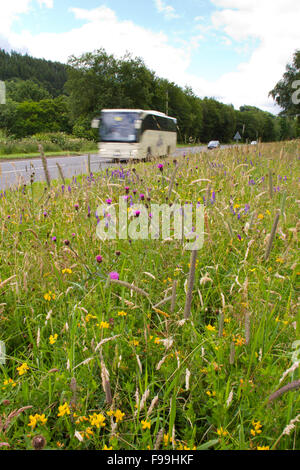 Fiordaliso comune (Centaurea nigra) e altri fiori di campo su una strada orlo. A470 vicino a Llanidloes, POWYS, GALLES, Luglio. Foto Stock