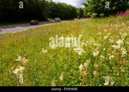 Olmaria (Filipendula ulmaria) e altri fiori di campo su una strada orlo. A470 vicino a Llanidloes, POWYS, GALLES, Luglio. Foto Stock