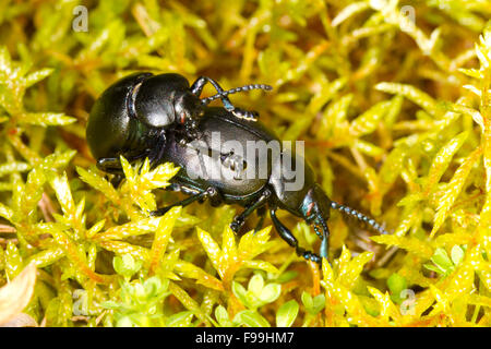 Sanguinosa naso-coleotteri (Timarcha tenebricosa) coleotteri adulti l'accoppiamento tra il muschio. Powys, Galles, Luglio. Foto Stock