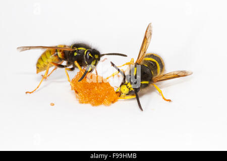 Red Wasp (Vespula rufa) e albero Wasp (Dolicovespula sylvestris) lavoratori adulti avanzamento sul miele contro uno sfondo bianco. Powy Foto Stock