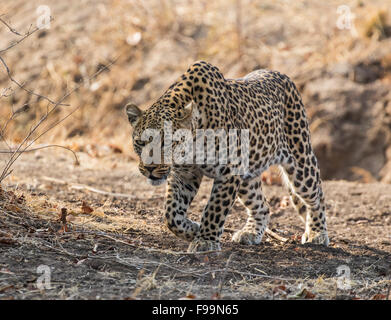 Un africano leopard (Panthera pardus pardus) in movimento attraverso una radura verso la telecamera, South Luangwa National Park, Zambia, Africa Foto Stock