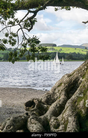 Barca a vela sul lago Bala o Llyn Tegid in Merionethshire Gwynedd in Galles le foto scattate a Llangower Foto Stock