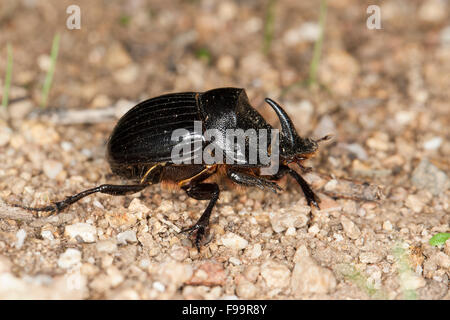 Cornuto Dung Beetle, maschio, Mondhornkäfer, Spanischer Mondhornkäfer, Mondkäfer, Männchen mit Kopfhorn, Copris hispanus Foto Stock