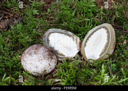 Stinkhorn comune, fetente-horn, della strega, uovo Gemeine Stinkmorchel, Hexenei, Hexeneier, Stink-Morchel, Phallus impudicus Foto Stock