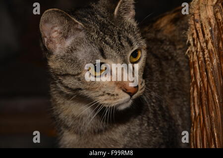 Peek-a-boo, vedo in voi. Foto Stock