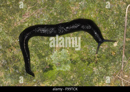 Chiglia nera torna slug, Ashy-Frassino grigio-nero Slug, Schwarzer Schnegel, Egelschnecke, Limax cinereoniger, Nacktschnecke Foto Stock