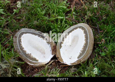 Stinkhorn comune, fetente-horn, della strega, uovo Gemeine Stinkmorchel, Hexenei, Hexeneier, Stink-Morchel, Phallus impudicus Foto Stock