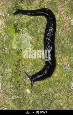 Chiglia nera torna slug, Ashy-Frassino grigio-nero Slug, Schwarzer Schnegel, Egelschnecke, Limax cinereoniger, Nacktschnecke Foto Stock