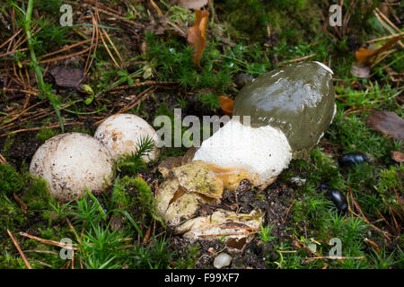 Stinkhorn comune, fetente-horn, della strega, uovo Gemeine Stinkmorchel, Hexenei, Hexeneier, Stink-Morchel, Phallus impudicus Foto Stock