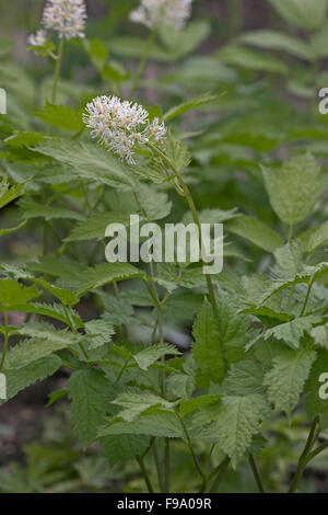 Baneberry, Schwarzfrüchtiges Christophskraut, Christofskraut, Christophkraut, Christofkraut, Actaea spicata, Actaea nigra Foto Stock