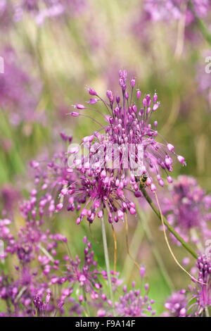 Allium carinatum subsp. pulchellum in estate. Foto Stock