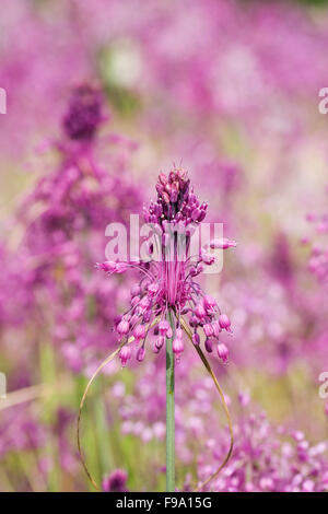 Allium carinatum subsp. pulchellum in estate. Foto Stock