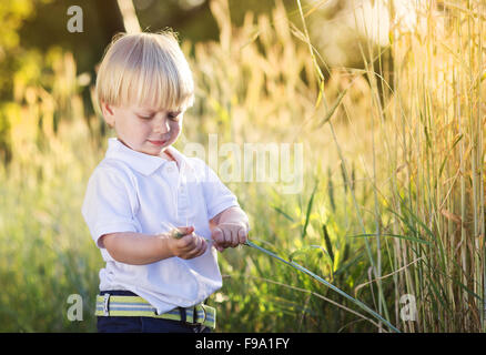 Little Boy giocando con erba nel campo verde. Foto Stock