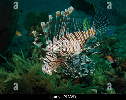 Leone comune, Pterois miglia, sulla barriera corallina in Tulamben, Bali, Indonesia Foto Stock