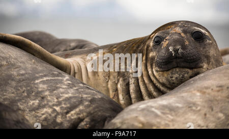 Il novellame di guarnizione di elefante, elefante punto, Livingstone isola, a sud le isole Shetland, Antartide. Foto Stock