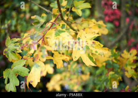 Acero campestre (Acer campestre) girando le foglie di autunno. Foto Stock