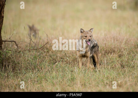 Side-striped jackal (Canis adustus), Kidepo Valley National Park, Uganda Foto Stock