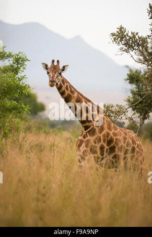 Giraffa Rothschild (Giraffa camelopardalis rothschildi), Kidepo Valley National Park, Uganda Foto Stock