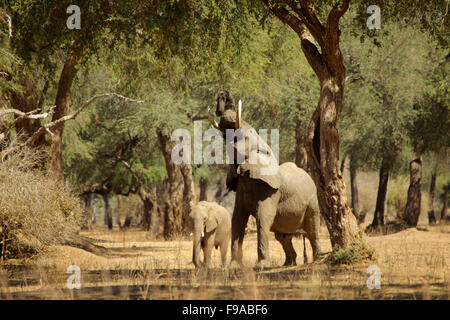 Elefante africano il raggiungimento di una struttura per il foraggio per il cibo, Mana Pools, Zimbabwe Foto Stock