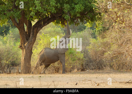 Elefante africano il raggiungimento di una struttura per il foraggio per il cibo, Mana Pools, Zimbabwe Foto Stock