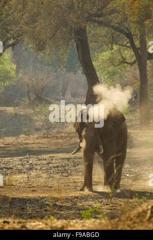 Elefante africano avente un bagno di polvere, Mana Pools, Zimbabwe Foto Stock