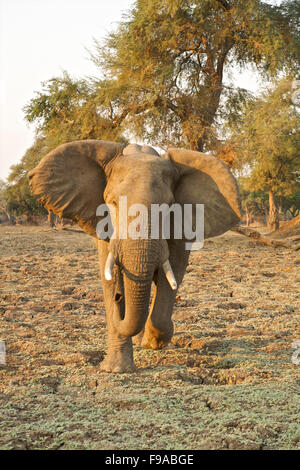 Elefante africano bull carica, Mana Pools, Zimbabwe Foto Stock