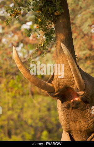 Elefante africano il raggiungimento di una struttura per il foraggio per il cibo, Mana Pools, Zimbabwe Foto Stock