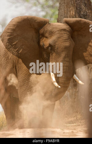 Elefante africano avente un bagno di polvere, Mana Pools, Zimbabwe Foto Stock