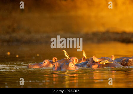 Oxpeckers seduto su ippopotami in acqua, Mana Pools, Zimbabwe Foto Stock