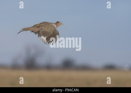 Un flying gallina fagiana al di sopra del North Dakota Prairie Foto Stock