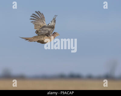 Un flying gallina fagiana al di sopra del North Dakota Prairie Foto Stock