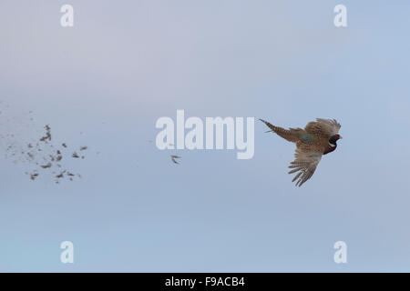 Un gallo fagiano essendo scattato durante una battuta di caccia al fagiano caccia Foto Stock