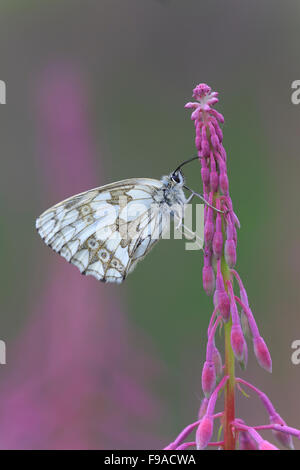 In marmo bianco, Melanargia galathea, poggiante su Rosebay Willowherb, North Yorkshire Foto Stock