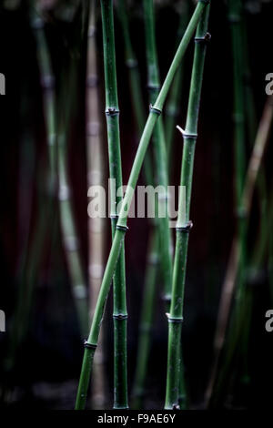 Dettaglio dei germogli di bambù Foto Stock