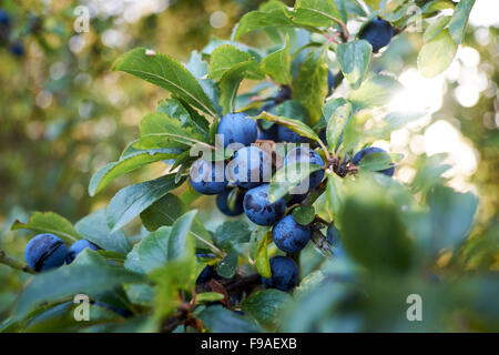 Prugnolo (Prunus spinosa di frutta con prugnole. Foto Stock