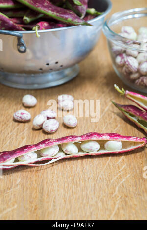 Podding appena raccolto fagioli borlotti in cucina. Foto Stock