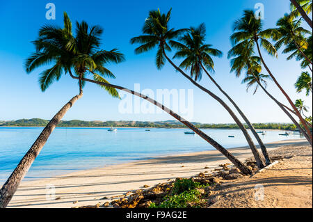 Palme e spiagge di sabbia e acque chiare sull'isola delle isole Figi nel Pacifico del Sud. Foto Stock