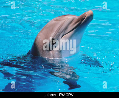 I Delfini, genere Tursiops, sono i più comuni e ben note ai membri della famiglia Delphinidae Foto Stock