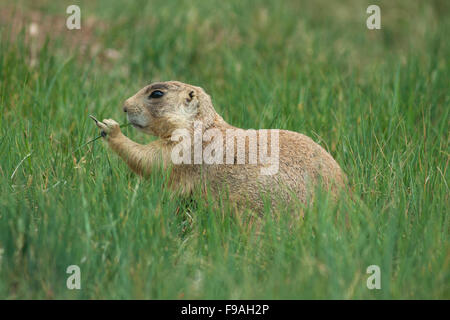 Utah Prairie Dog (Cynomys parvidens) minacciati, Parco Nazionale di Bryce Canyon, Utah Foto Stock