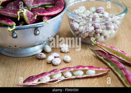 Podding appena raccolto fagioli borlotti in cucina. Foto Stock