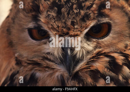 Gufo reale (Bubo bubo) Foto Stock