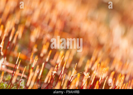 Abstract sfondo immagine sfocata del muschio closeup Foto Stock