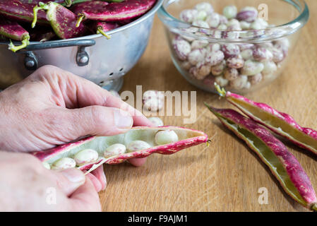 Podding appena raccolto fagioli borlotti in cucina. Foto Stock