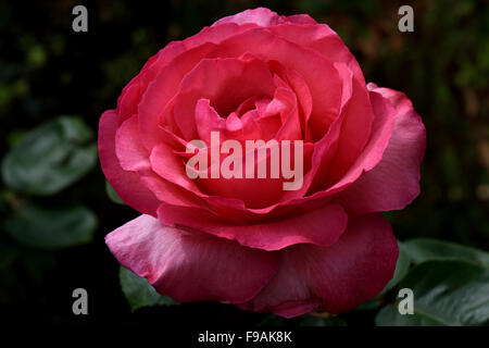 Un perfetto red rose bloom contro uno sfondo scuro Foto Stock
