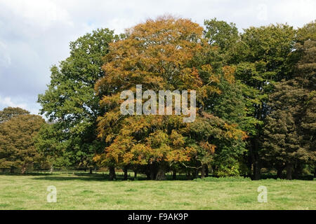Faggi in un piccolo gruppo in diverse tonalità di cambiamento per i colori autunnali con altri alberi sul comune a Hungerford Foto Stock